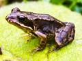 Common Frog